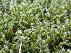 Racomitrium canescens