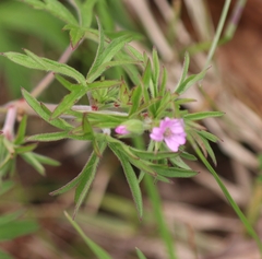 Geranium dissectum