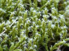Racomitrium canescens