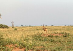 Alcelaphus buselaphus