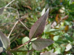 Clematis