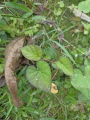 Ipomoea triloba