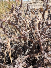 Pelargonium alternans