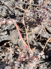 Pelargonium alternans
