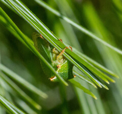 Stictocephala bisonia
