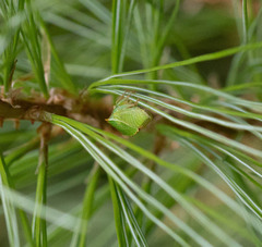Stictocephala bisonia