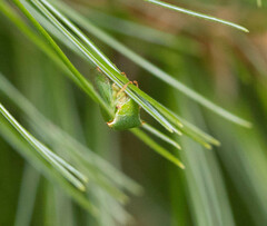 Stictocephala bisonia
