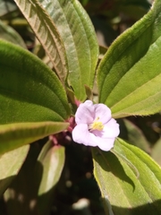 Tristemma mauritianum image