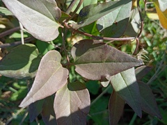 Clematis