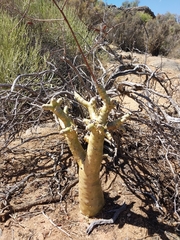 Tylecodon paniculatus