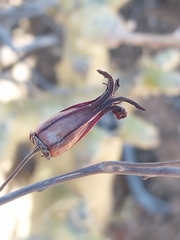 Tylecodon paniculatus