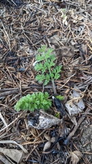 Daucus carota