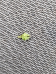 Plagiobothrys austinae