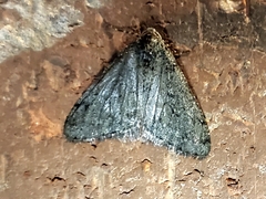 Phigalia strigataria