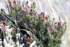 Phyllodoce empetriformis