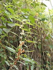 Melochia nodiflora