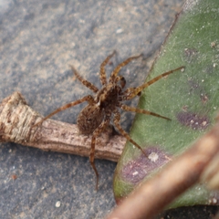 Pardosa amentata