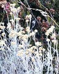 Pseudognaphalium microcephalum