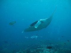Mobula birostris