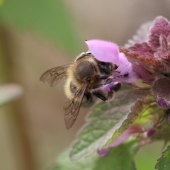 Anthophora plumipes