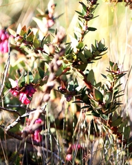 Vaccinium floribundum