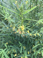 Chamaecrista mimosoides