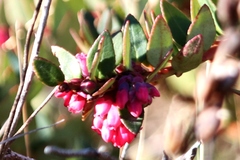 Vaccinium floribundum