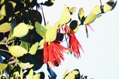 Tristerix corymbosus
