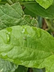 Microtechnites bractatus