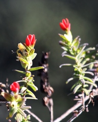 Castilleja integrifolia