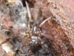 Phrurolithus festivus