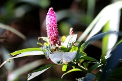 Phytolacca bogotensis
