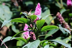 Phytolacca bogotensis