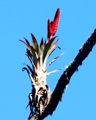 Bromeliaceae