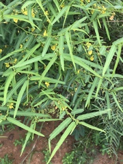 Chamaecrista mimosoides