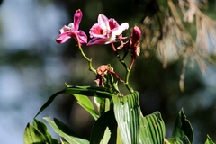 Sobralia dichotoma