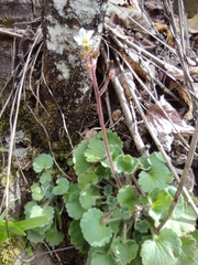 Saxifraga granulata