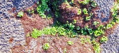 Ulva
