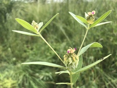Polygala arenaria