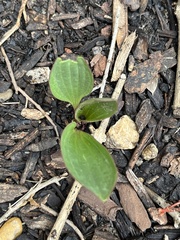 Arnoglossum plantagineum