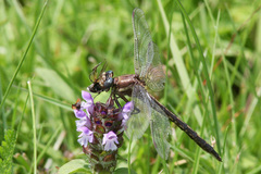 Phanogomphus