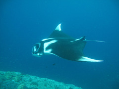 Mobula birostris