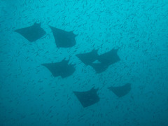 Mobula