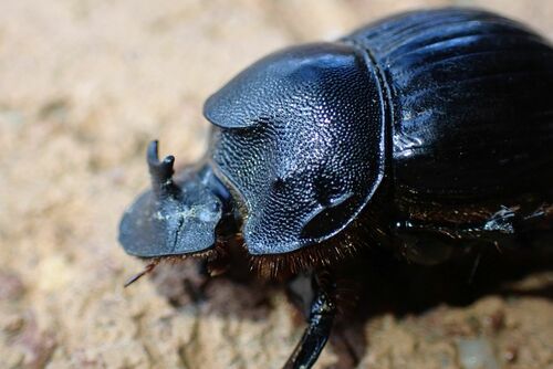Copris elphenor