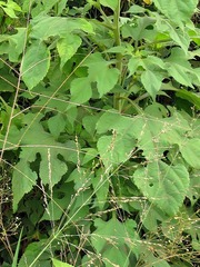 Tithonia rotundifolia image