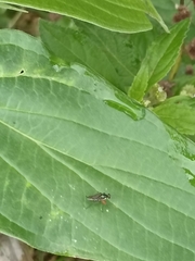 Tanypezidae