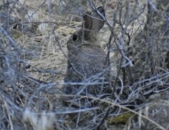 Sylvilagus nuttallii