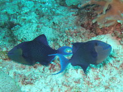 Odonus niger
