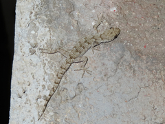 Mediodactylus kotschyi