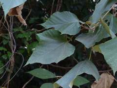 Mallotus tetracoccus